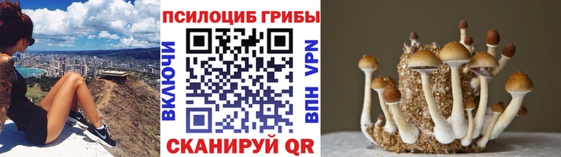 Псилоцибиновые грибы Psilocybine cubensis где купить наркоту Верхнеуральск